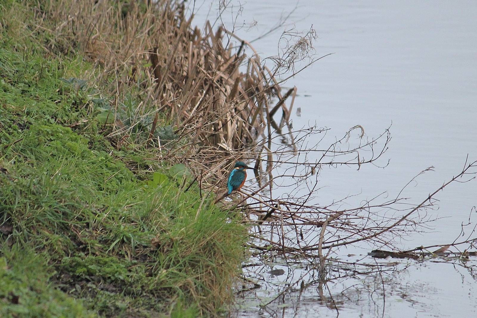 Common kingfisher