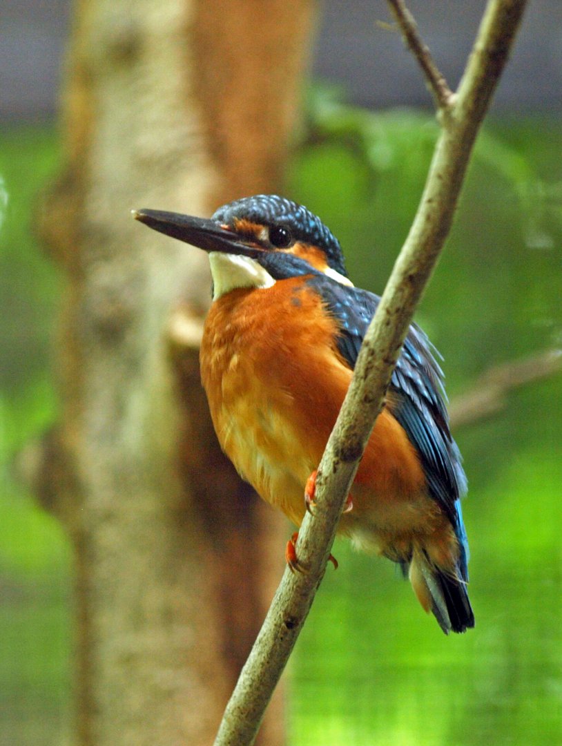 Common kingfisher