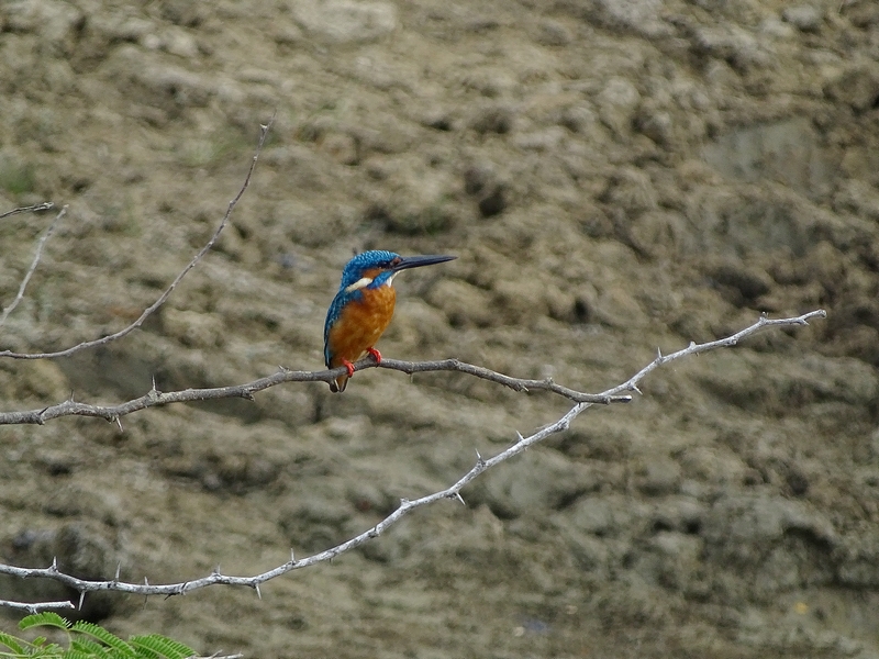 Common kingfisher