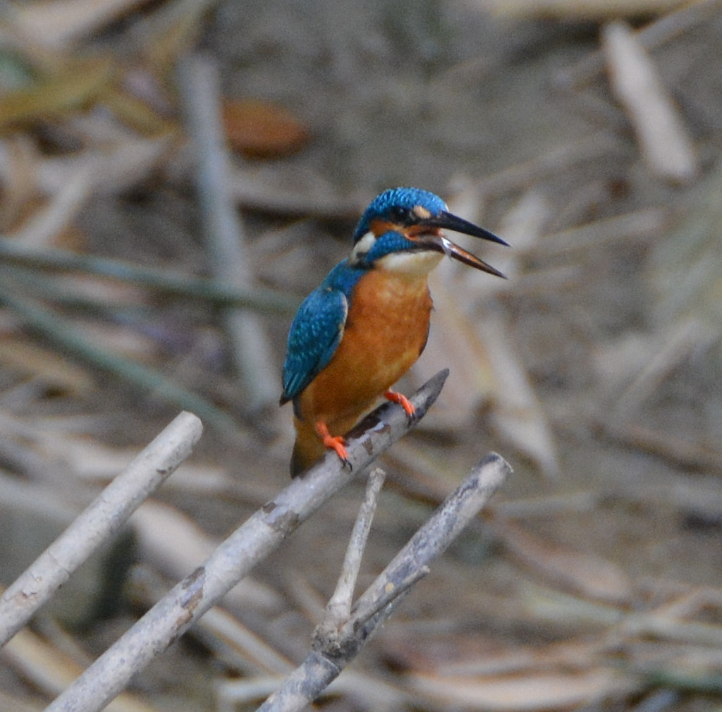 Common kingfisher