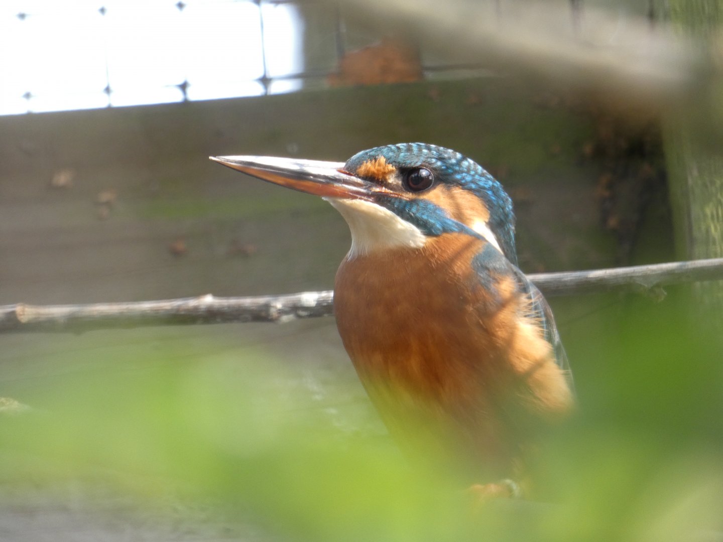 Common Kingfisher