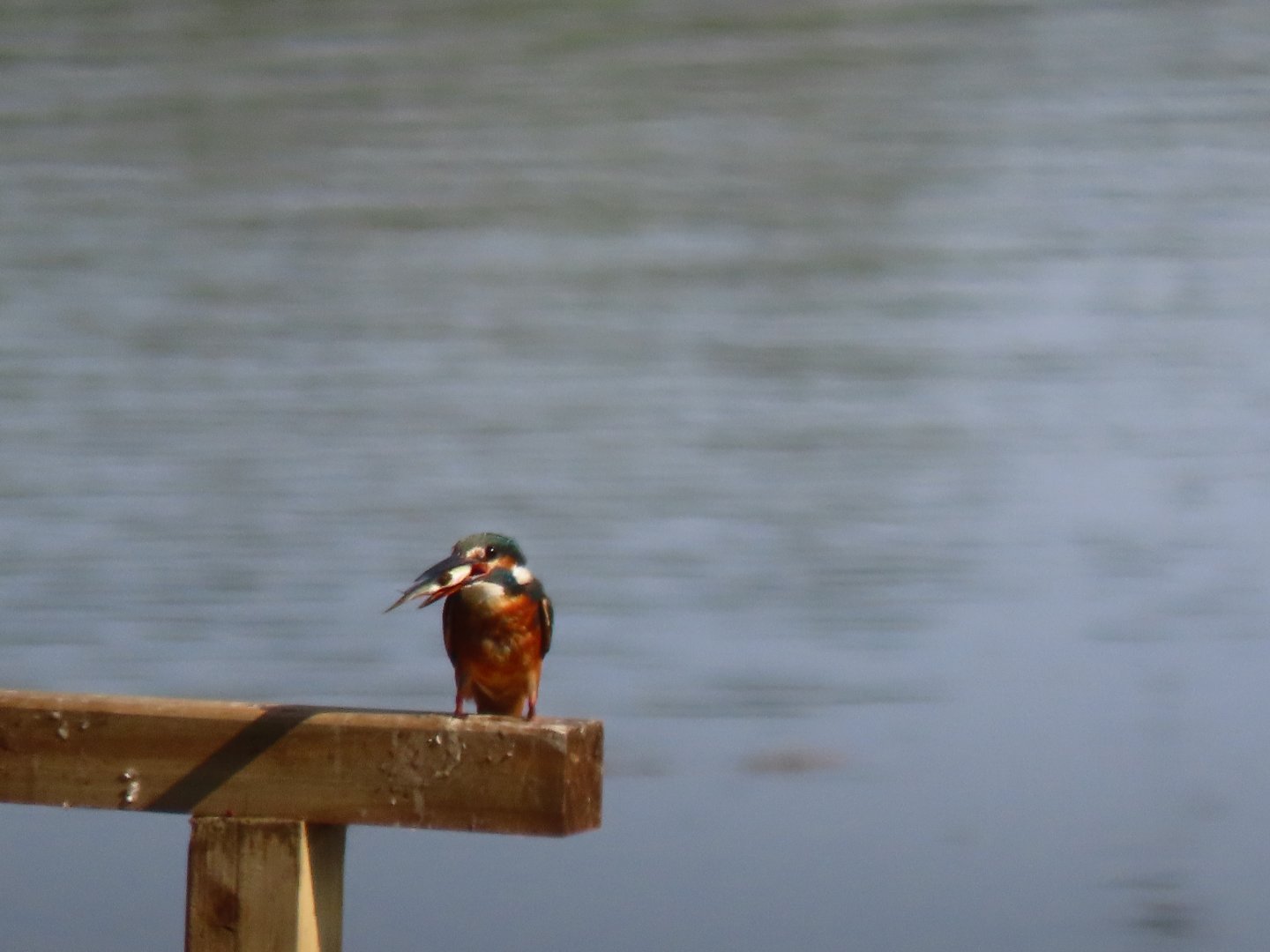Common kingfisher