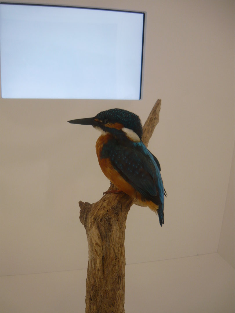 Common kingfisher