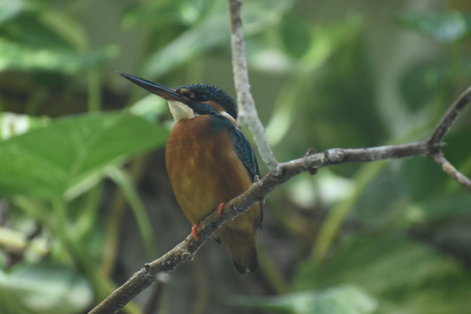 Common Kingfisher
