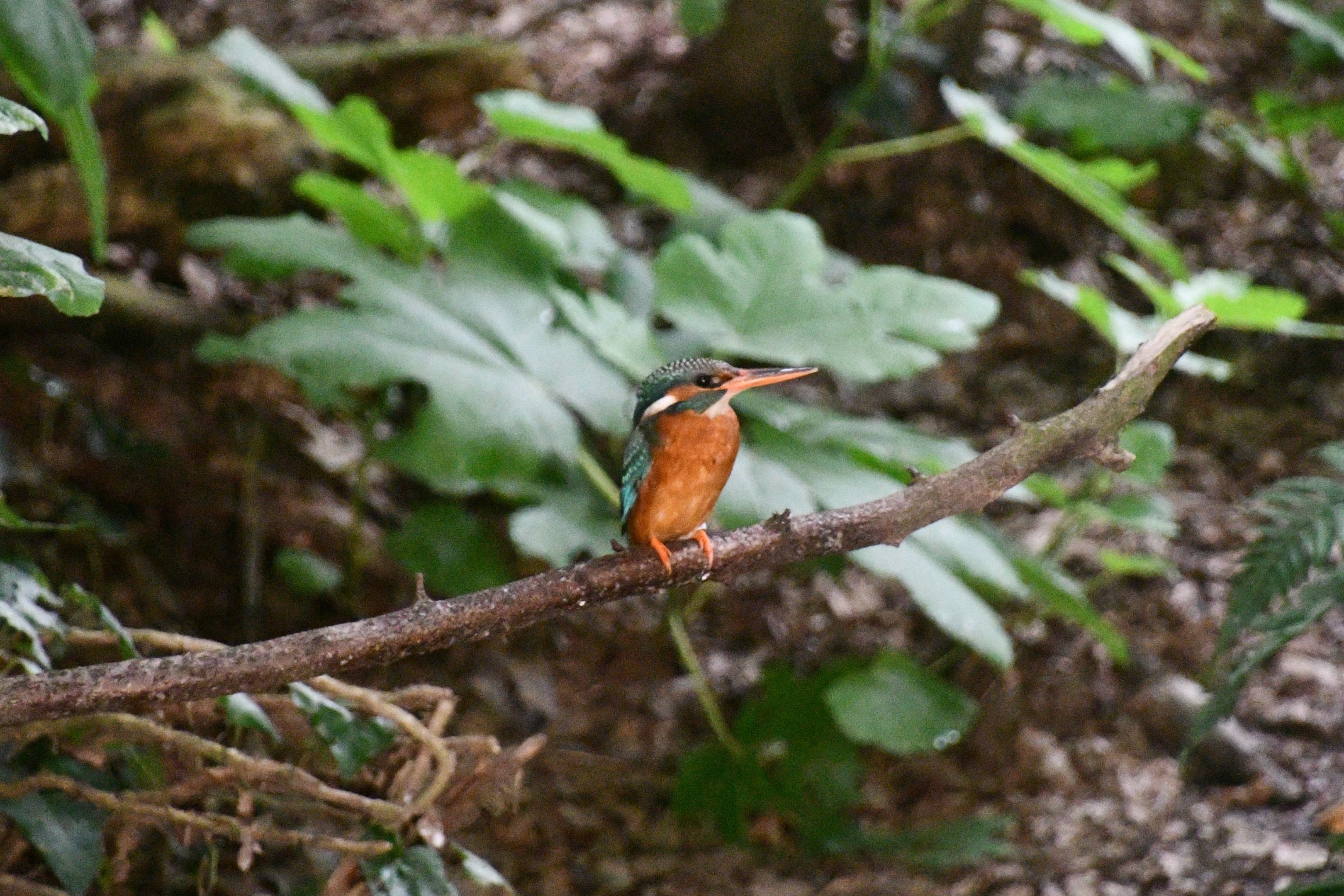 Common Kingfisher