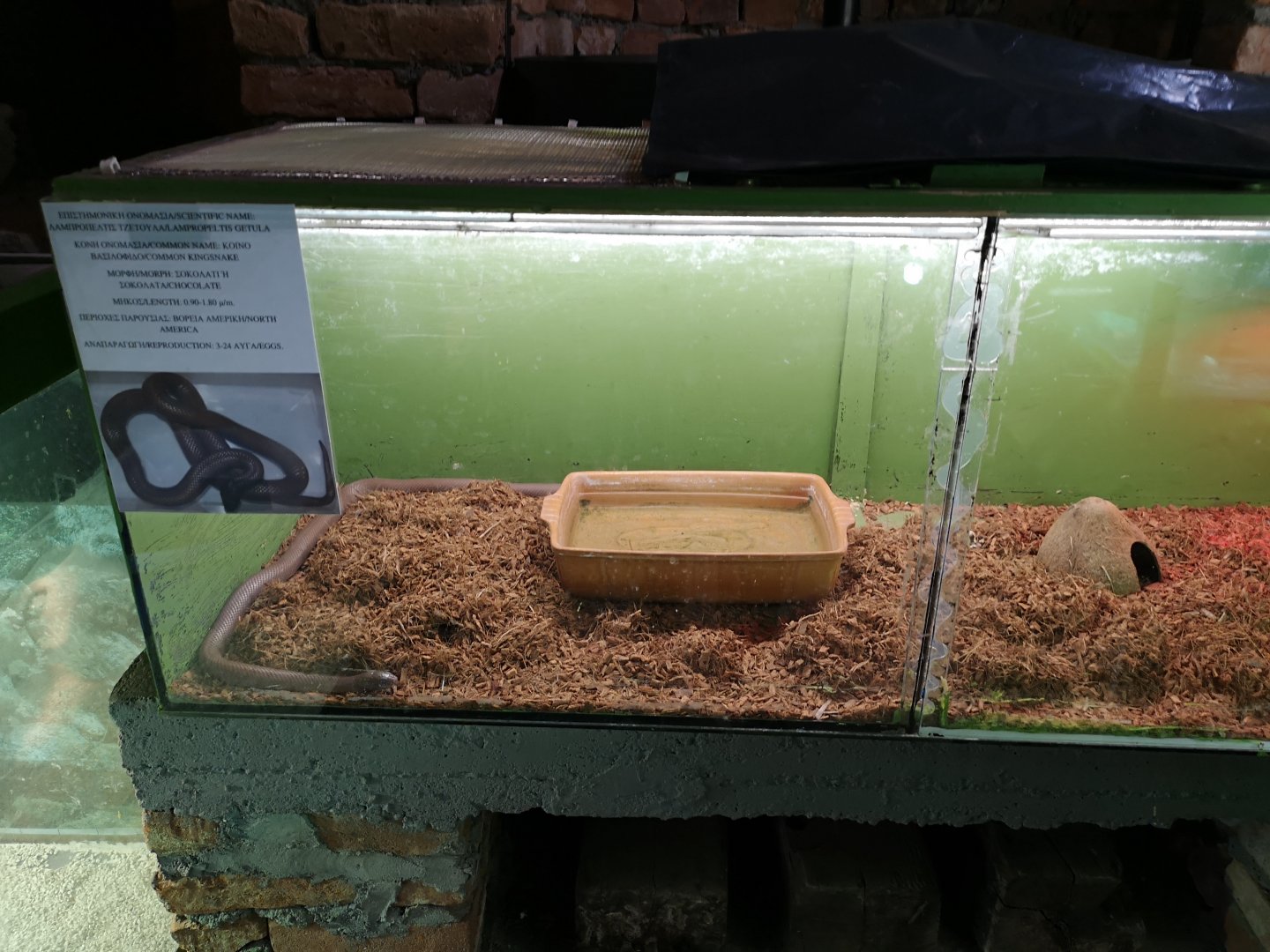 Common Kingsnake exhibit