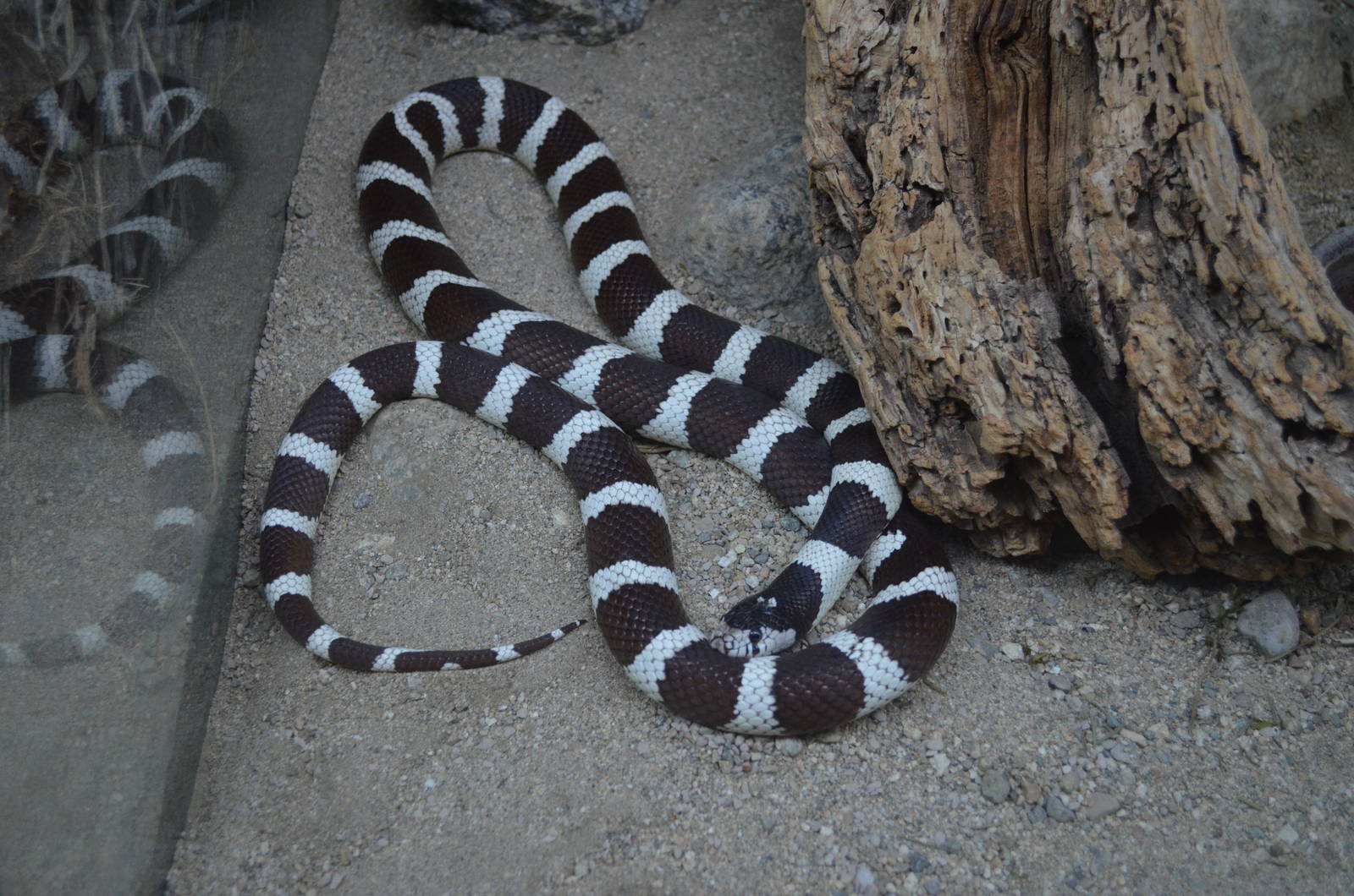 Common Kingsnake