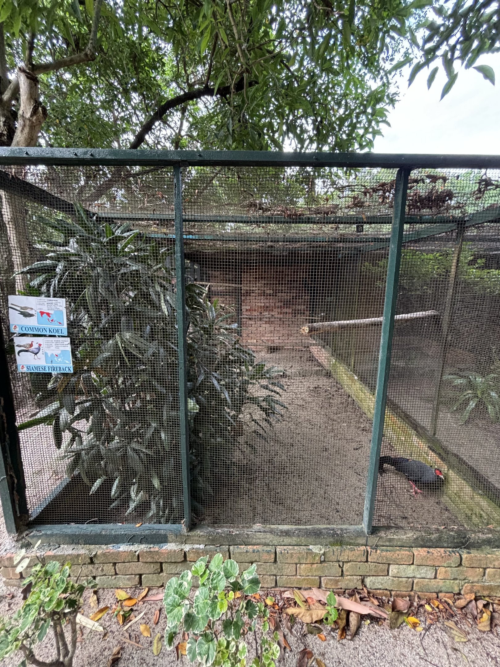 Common Koel + Siamese Fireback Aviary