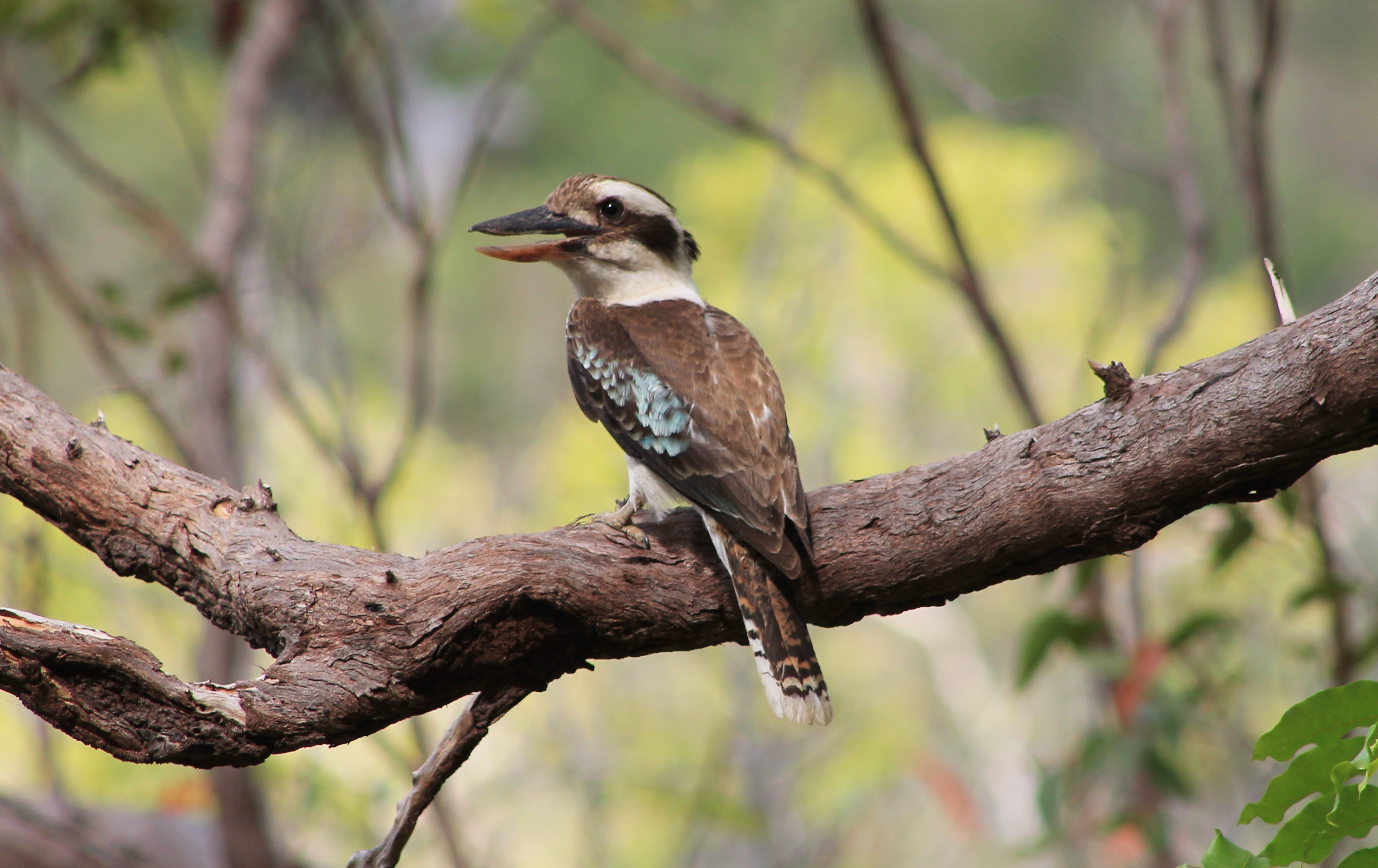 Common Kookaburra (Dacelo novaeguineae)