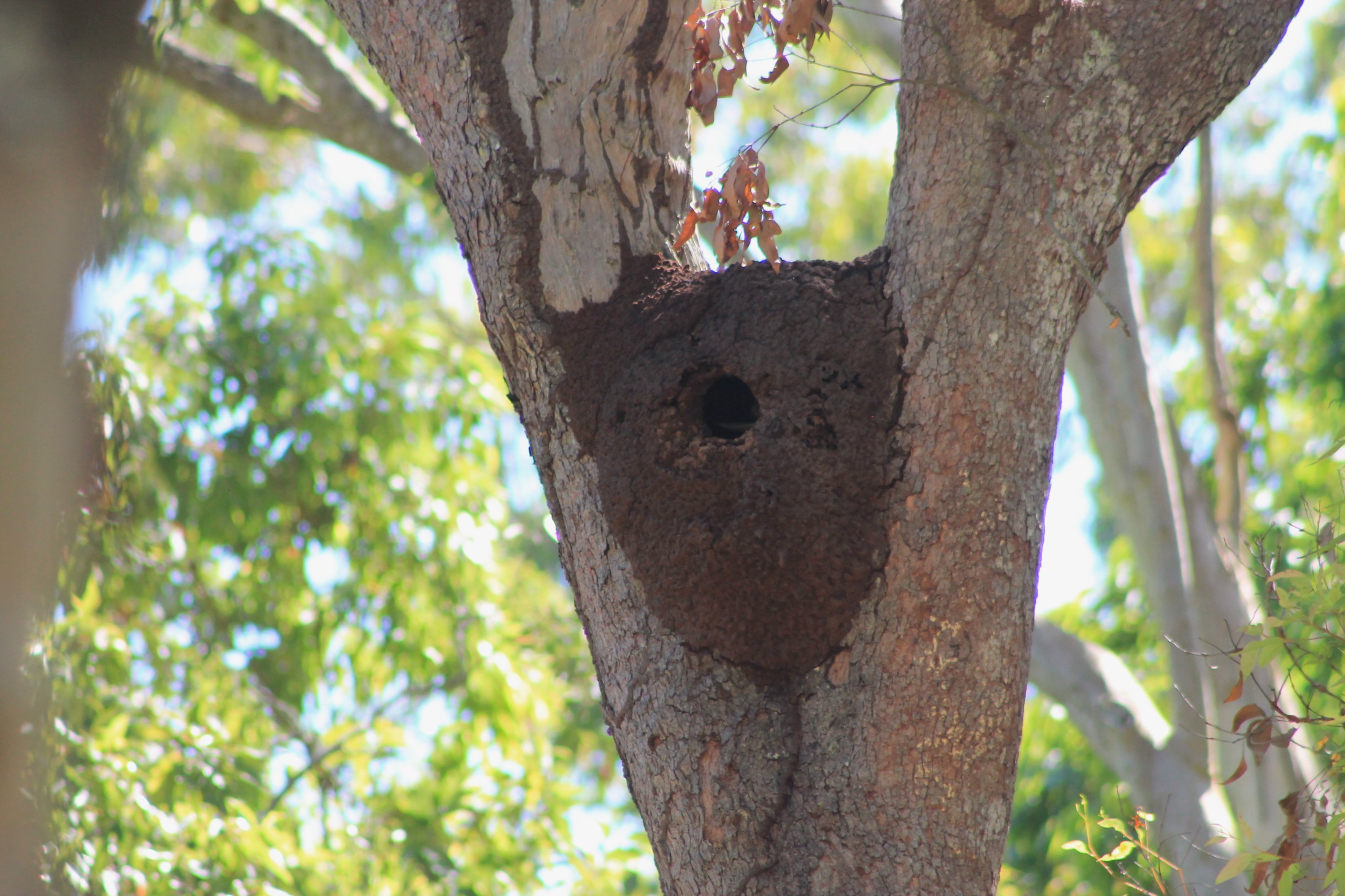 Common Kookaburra nest-hole in termite mound