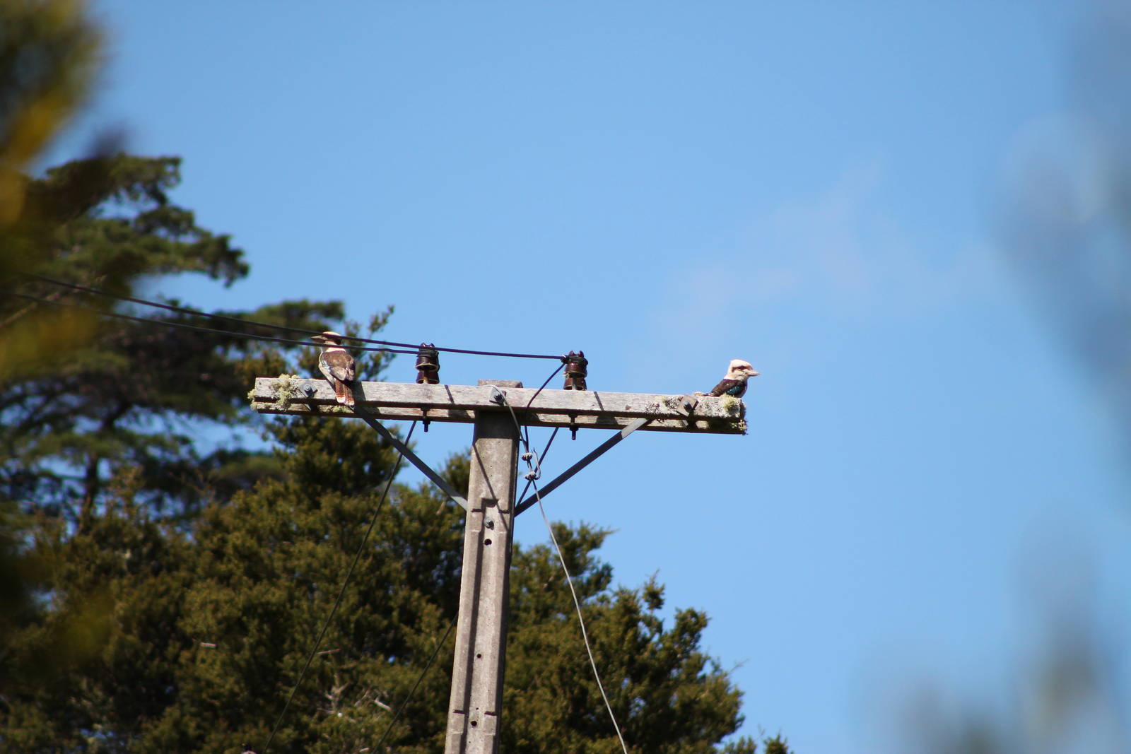 common kookaburras (Dacelo novaeguineae)