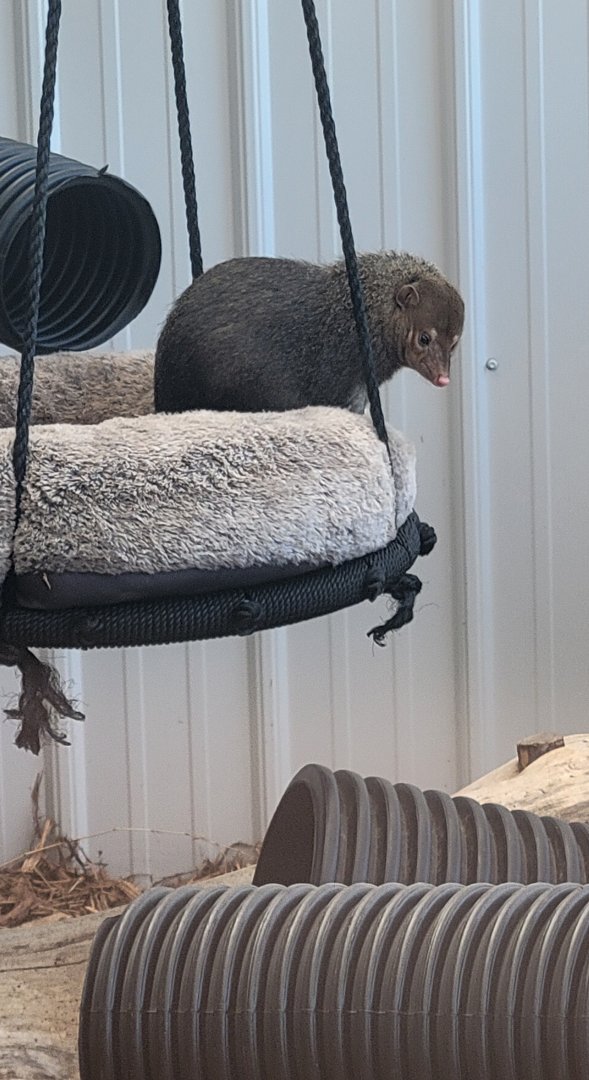 Common Kusimanse (1/25/25)