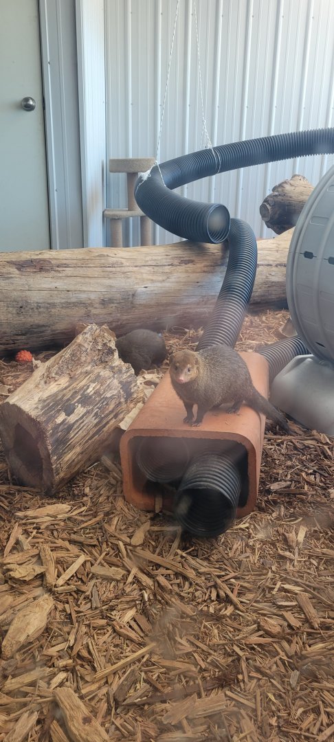 Common Kusimanse (1/25/25)