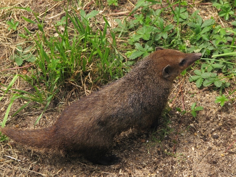 Common Kusimanse at Plzen zoo