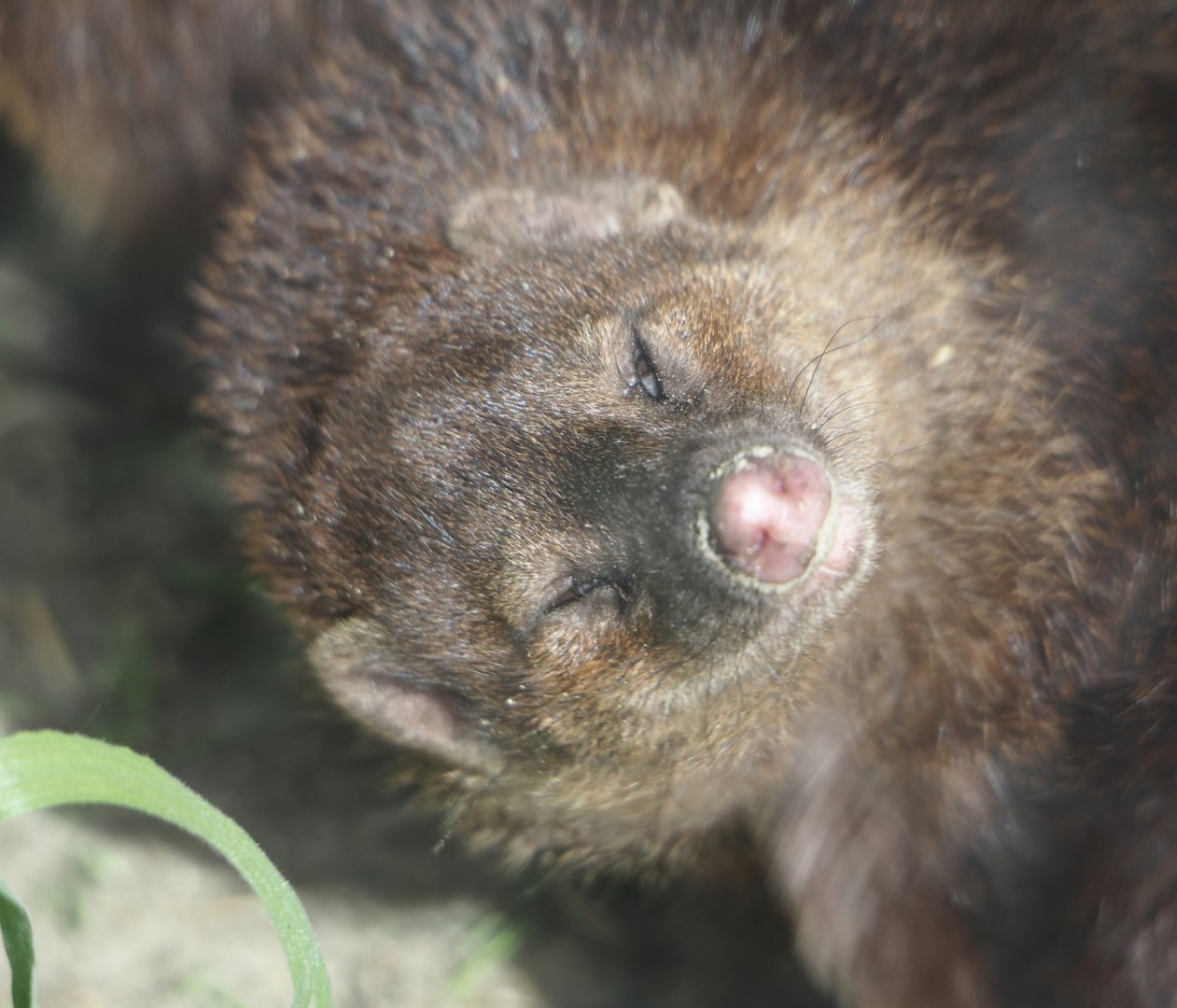 Common kusimanse (Crossarchus obscurus), 2024-04-14