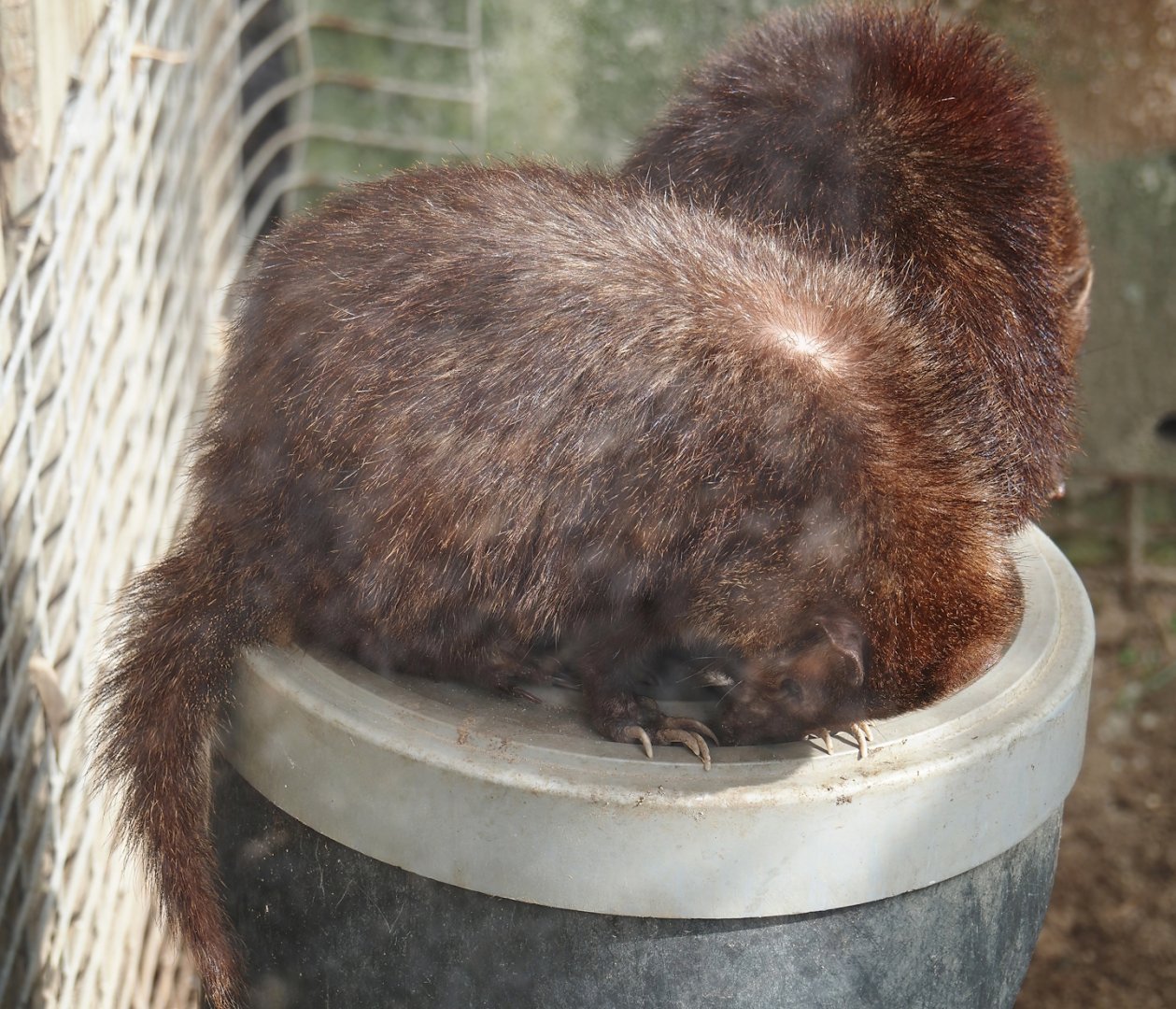 Common kusimanse (Crossarchus obscurus), 2024-04-14