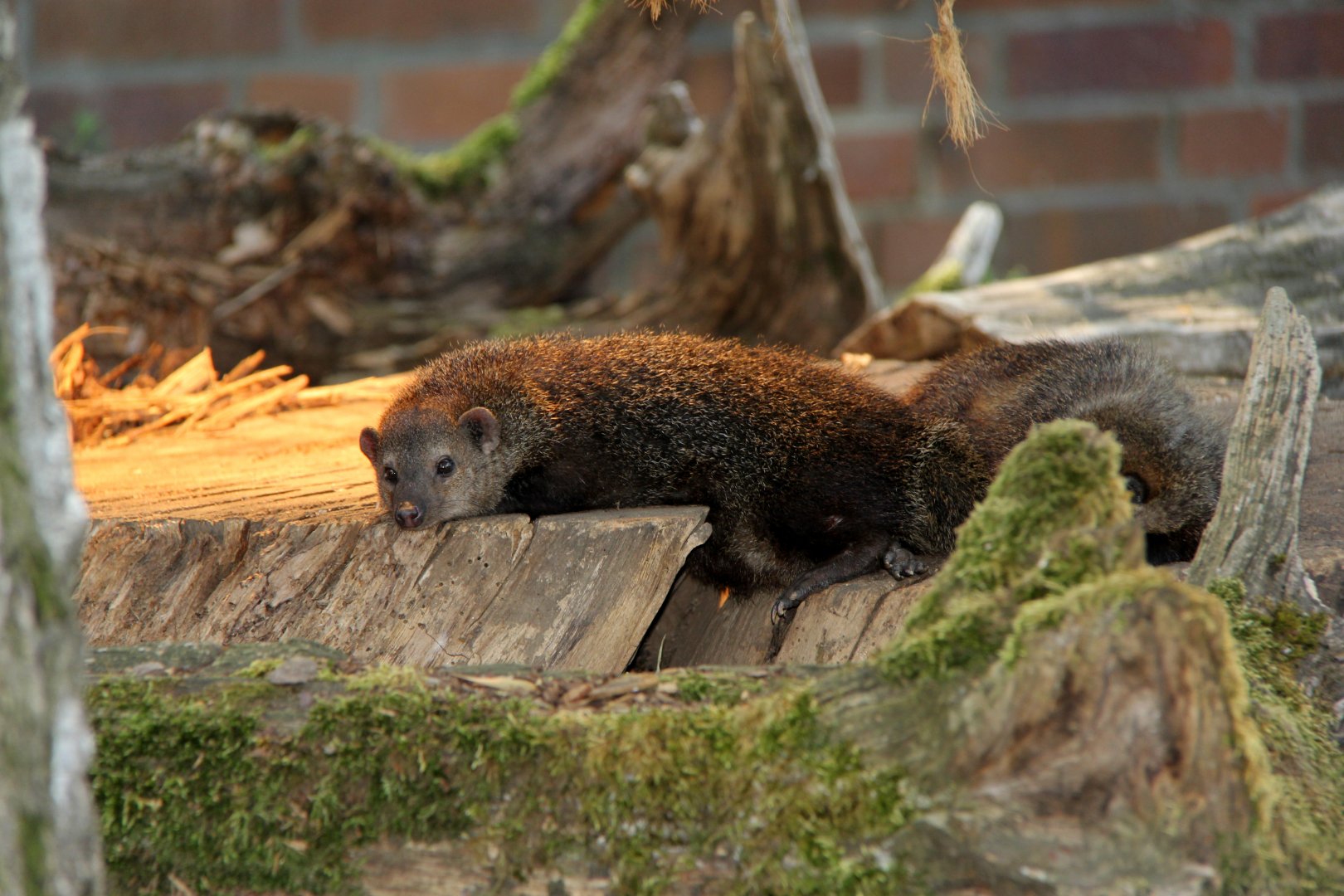 common kusimanse (Crossarchus obscurus)