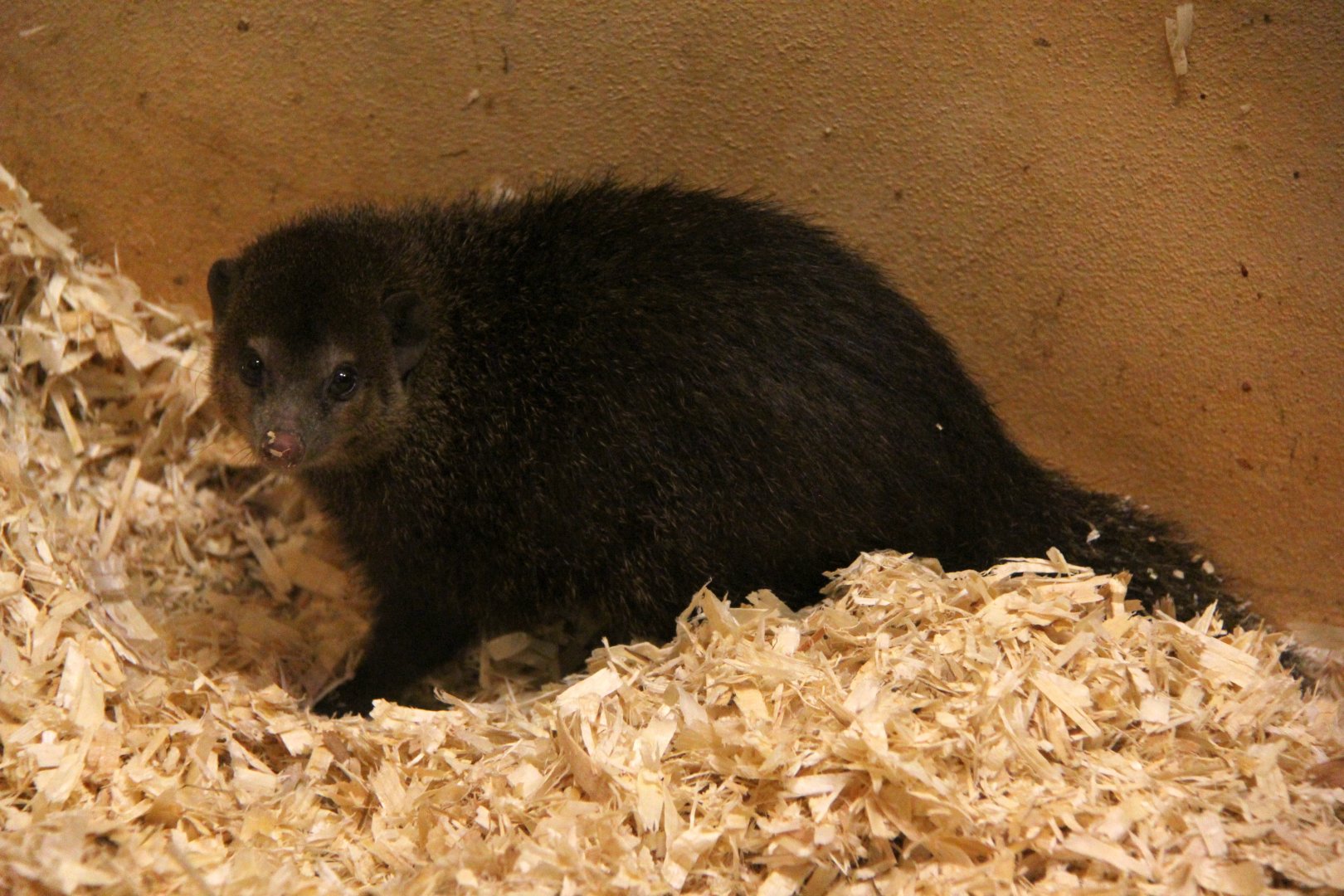 common kusimanse (Crossarchus obscurus)