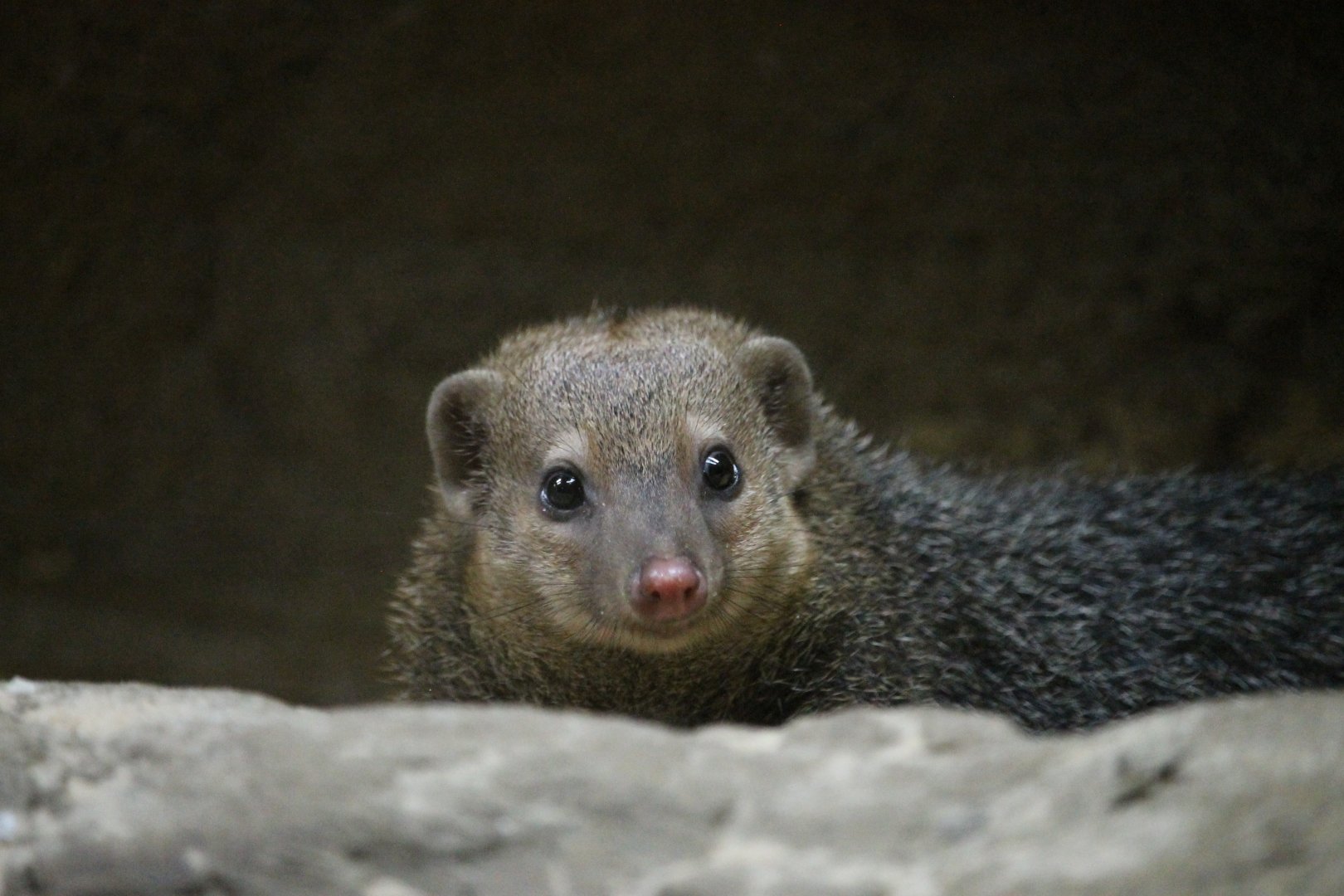 Common Kusimanse (Crossarchus obscurus)