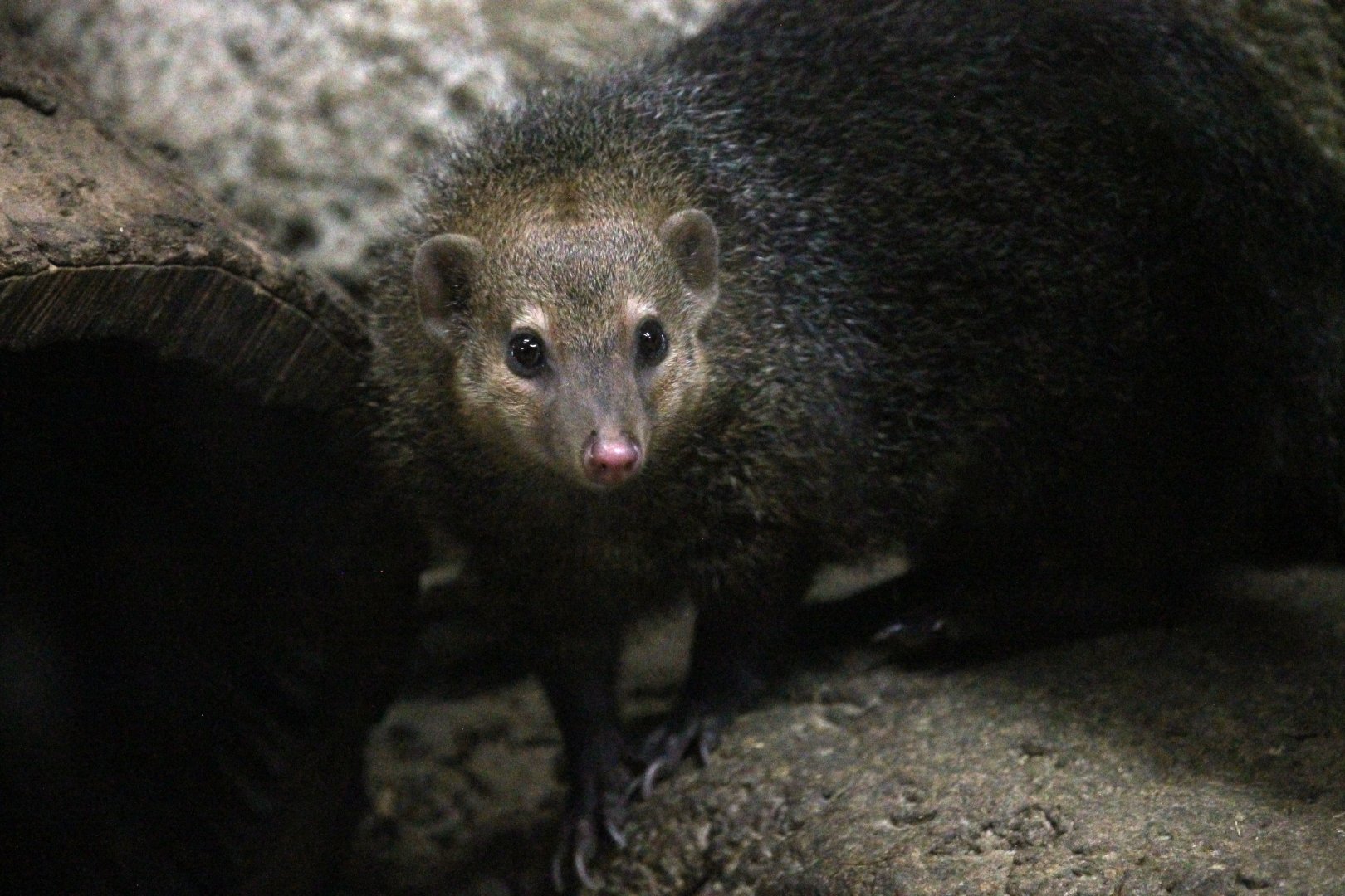 Common Kusimanse (Crossarchus obscurus)