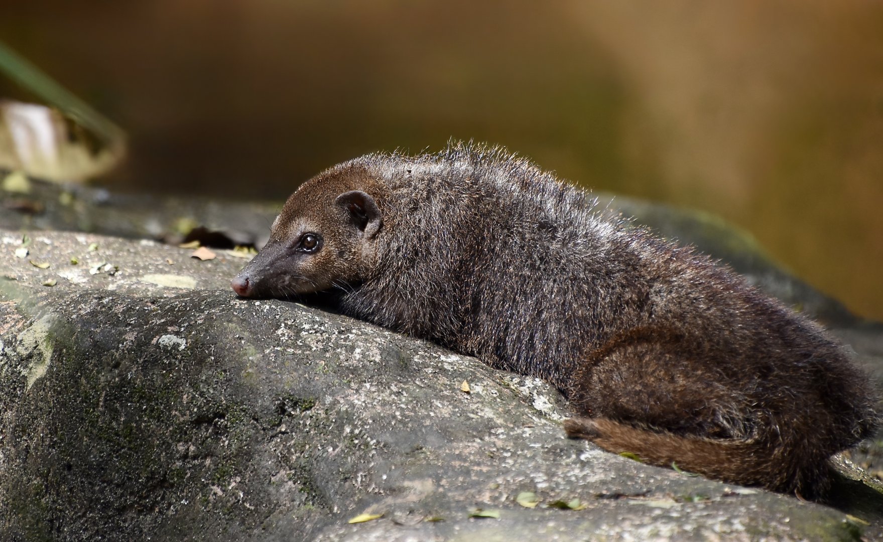 Common Kusimanse (Crossarchus obscurus)