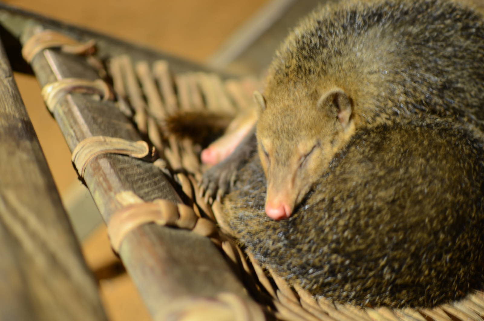 Common kusimanse - Drill Ranch, Afi, Nigeria