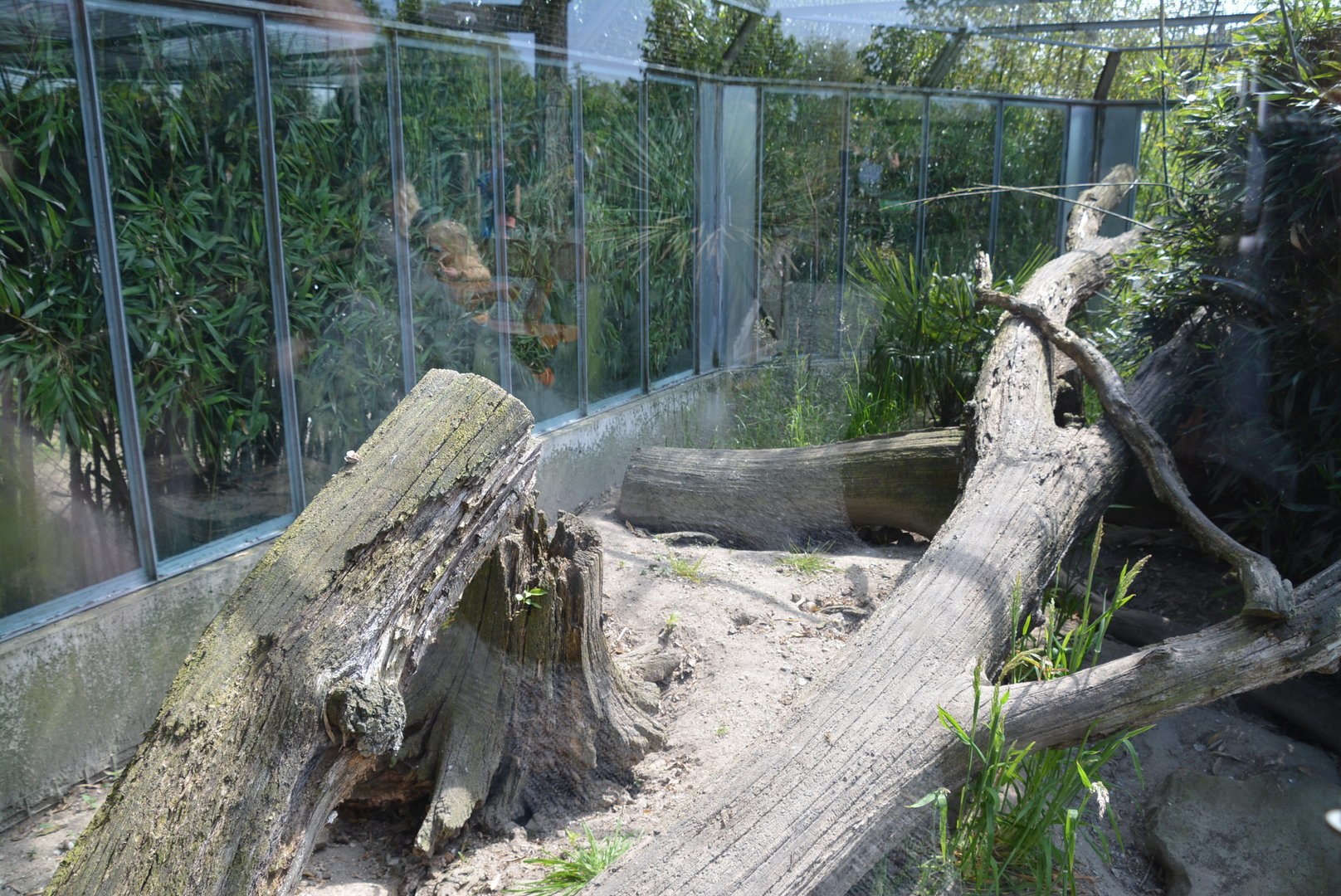 Common Kusimanse enclosure 30/05/2023