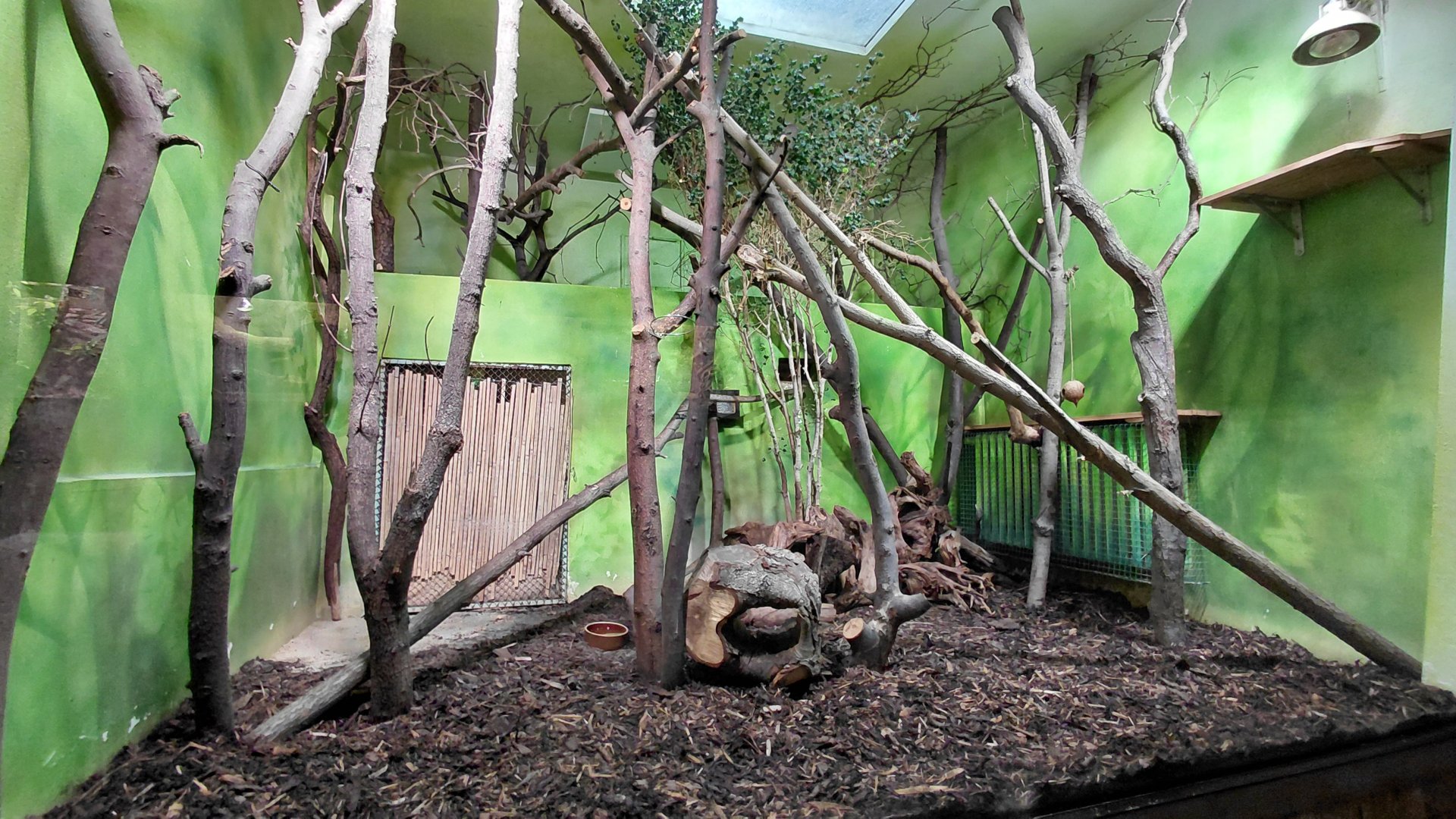 Common kusimanse indoor exhibit