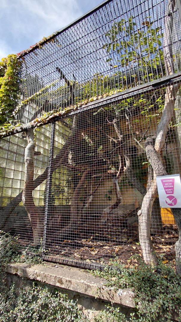 Common kusimanse outdoor exhibit