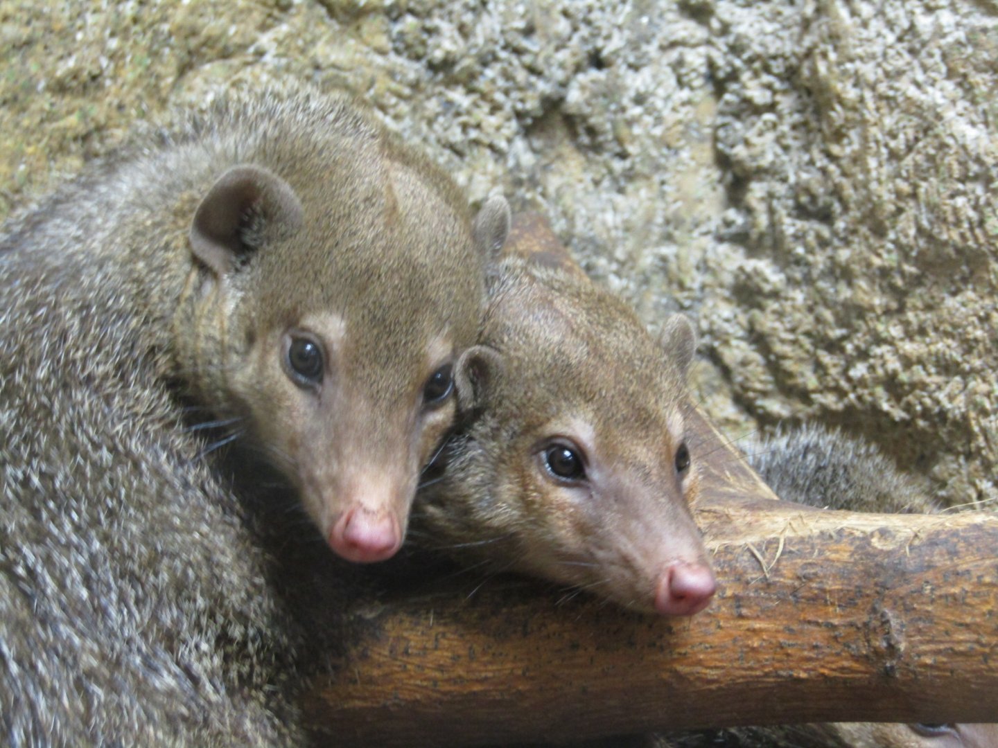 Common Kusimanses (Signed as Dwarf Mongoose)