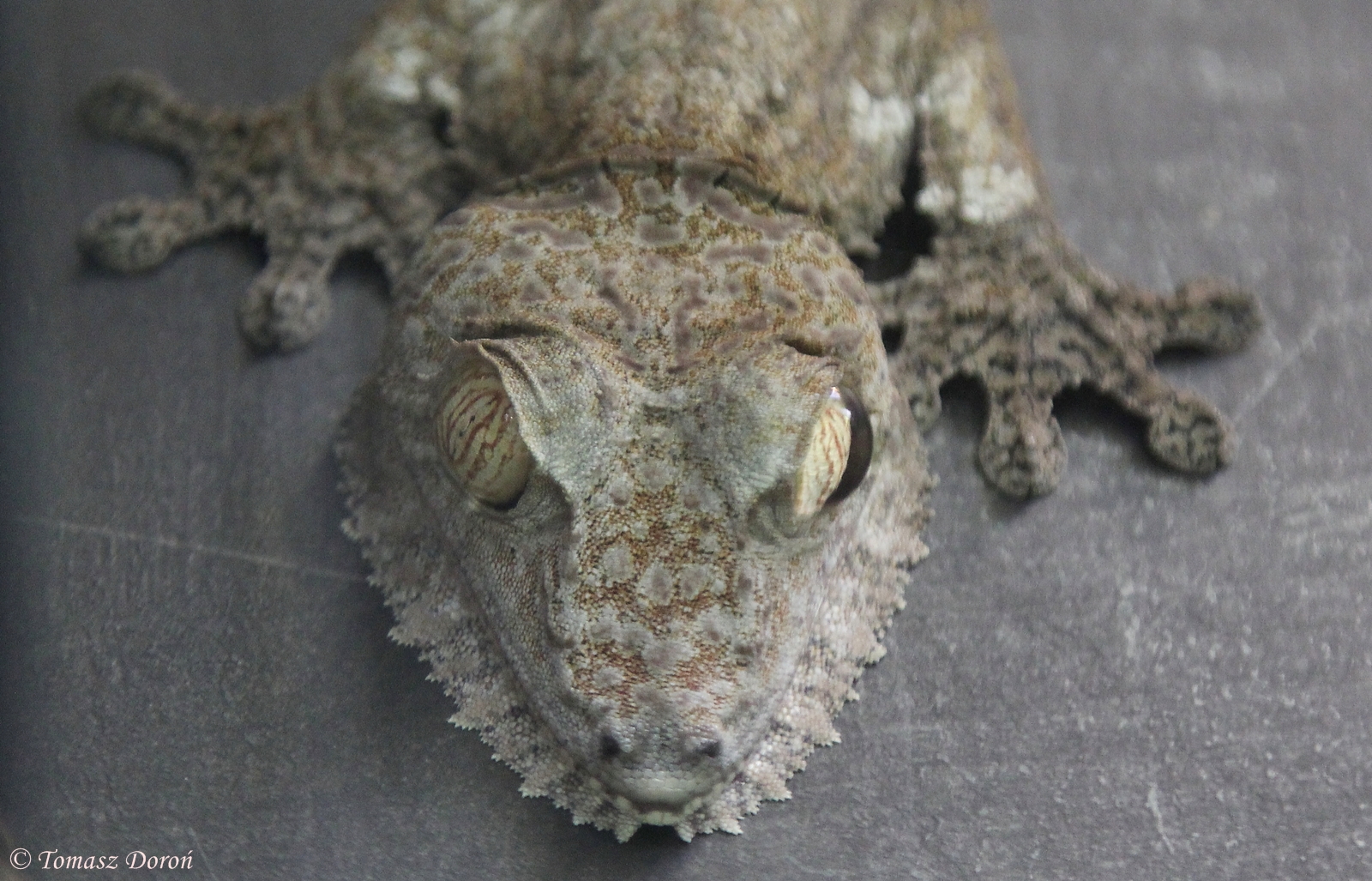 Common Leaf-tailed Gecko (Uroplatus fimbriatus), April 2015