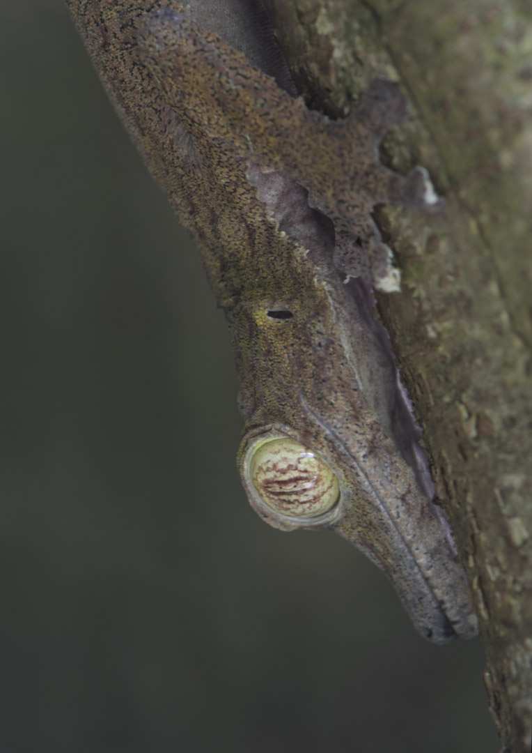 Common leaf-tailed gecko