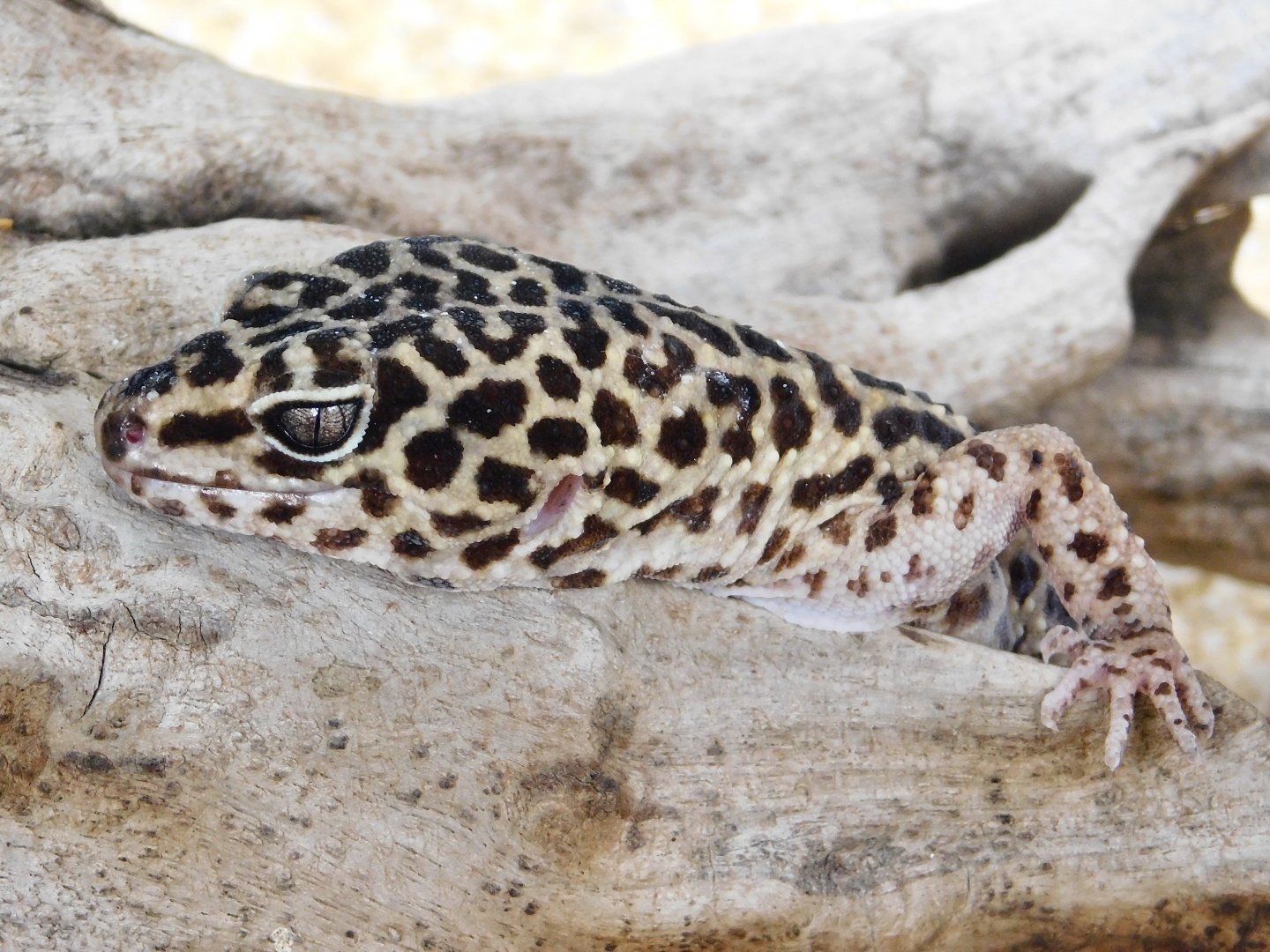 Common Leopard Gecko (Eublepharis macularius) March 15, 2025