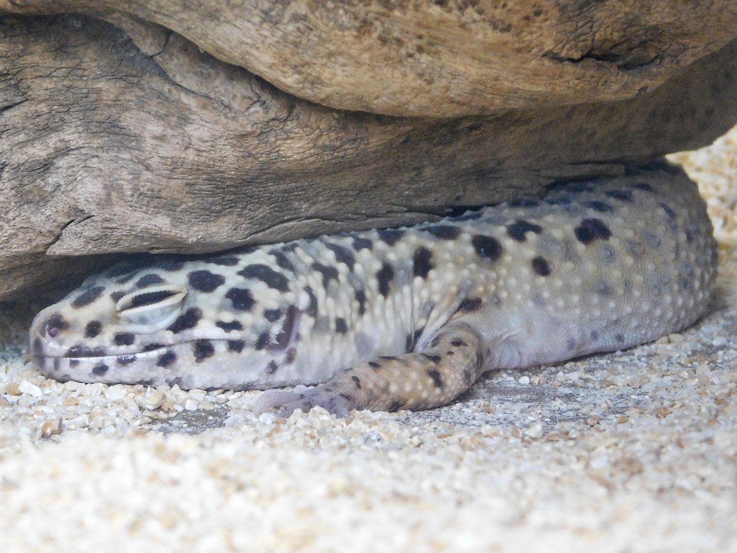 Common Leopard Gecko (Eublepharis macularius) October 18, 2025