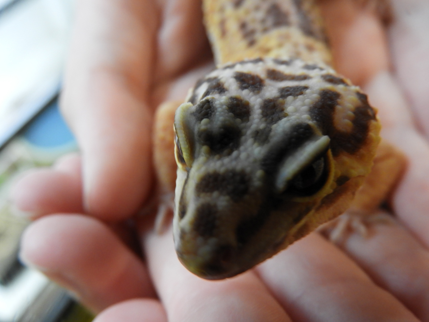 Common Leopard Gecko (Eublepharis macularius)