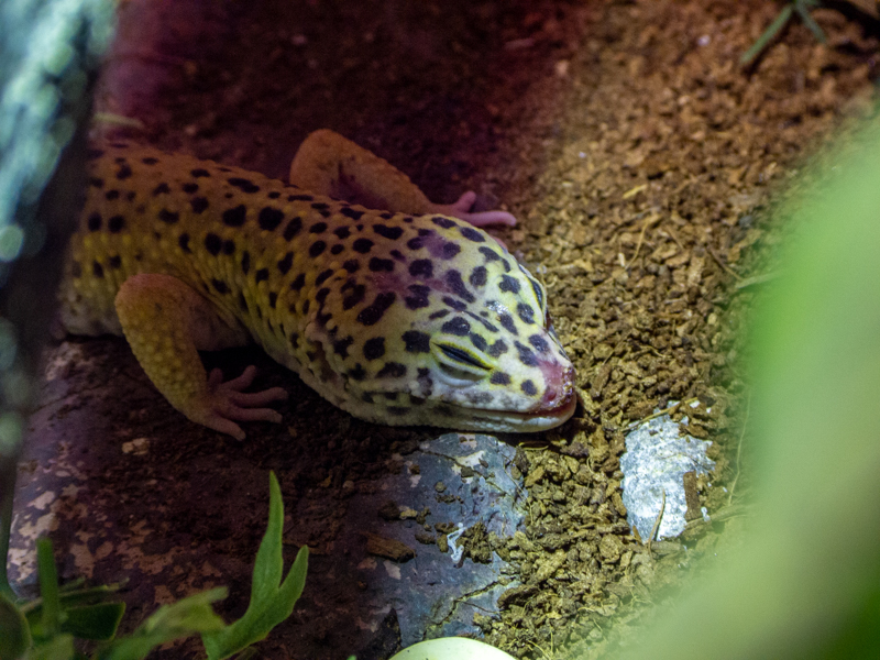 Common leopard gecko (Eublepharis macularius)