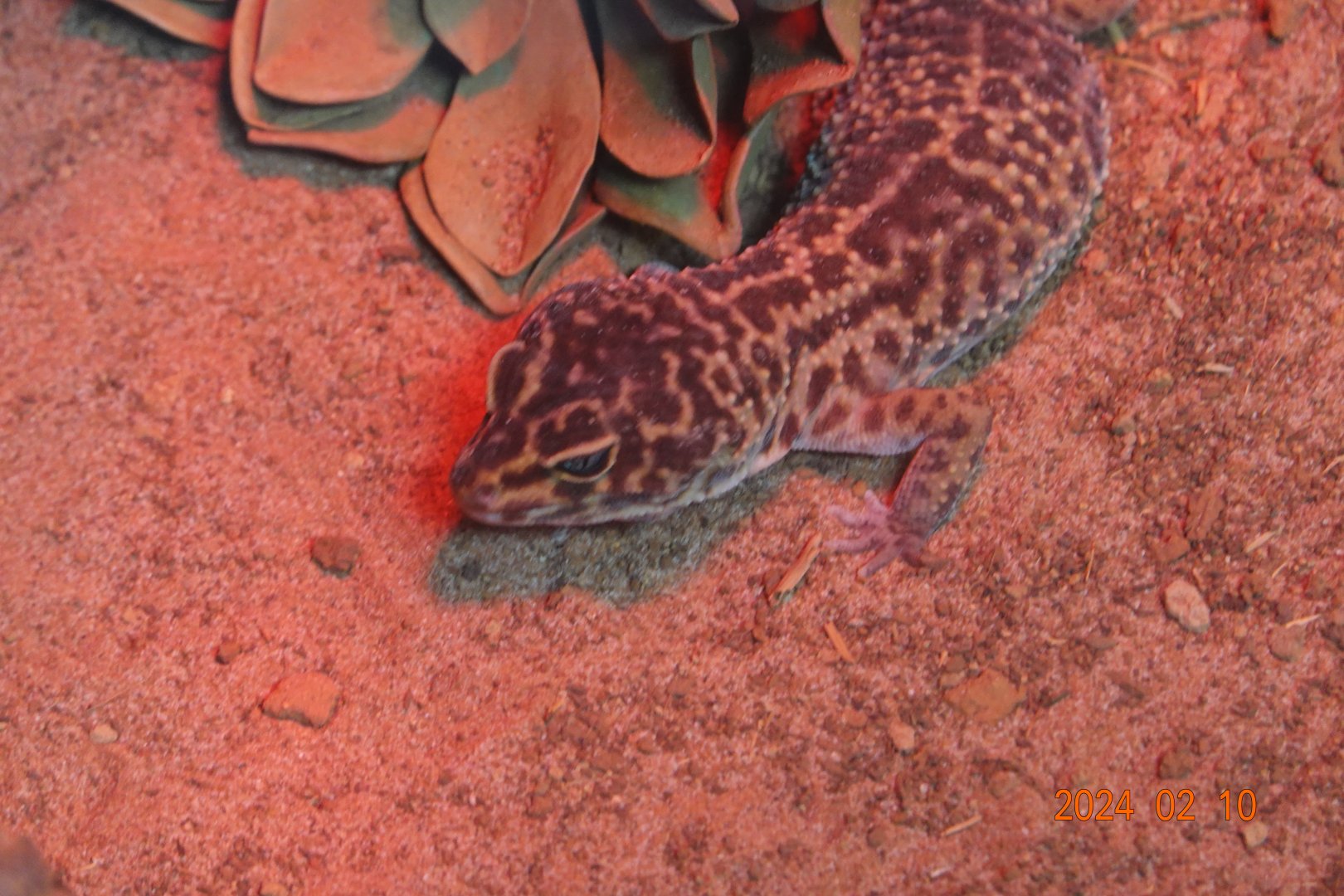Common Leopard Gecko (Eublepharis macularius)