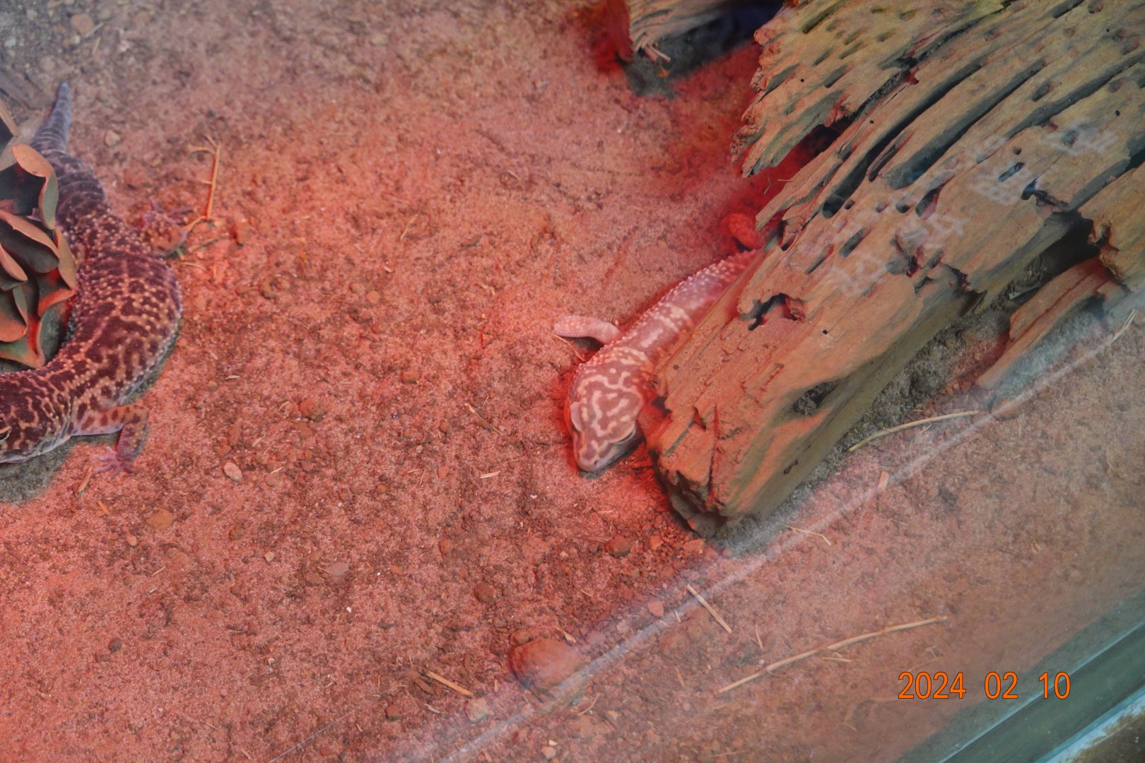 Common Leopard Gecko (Eublepharis macularius)