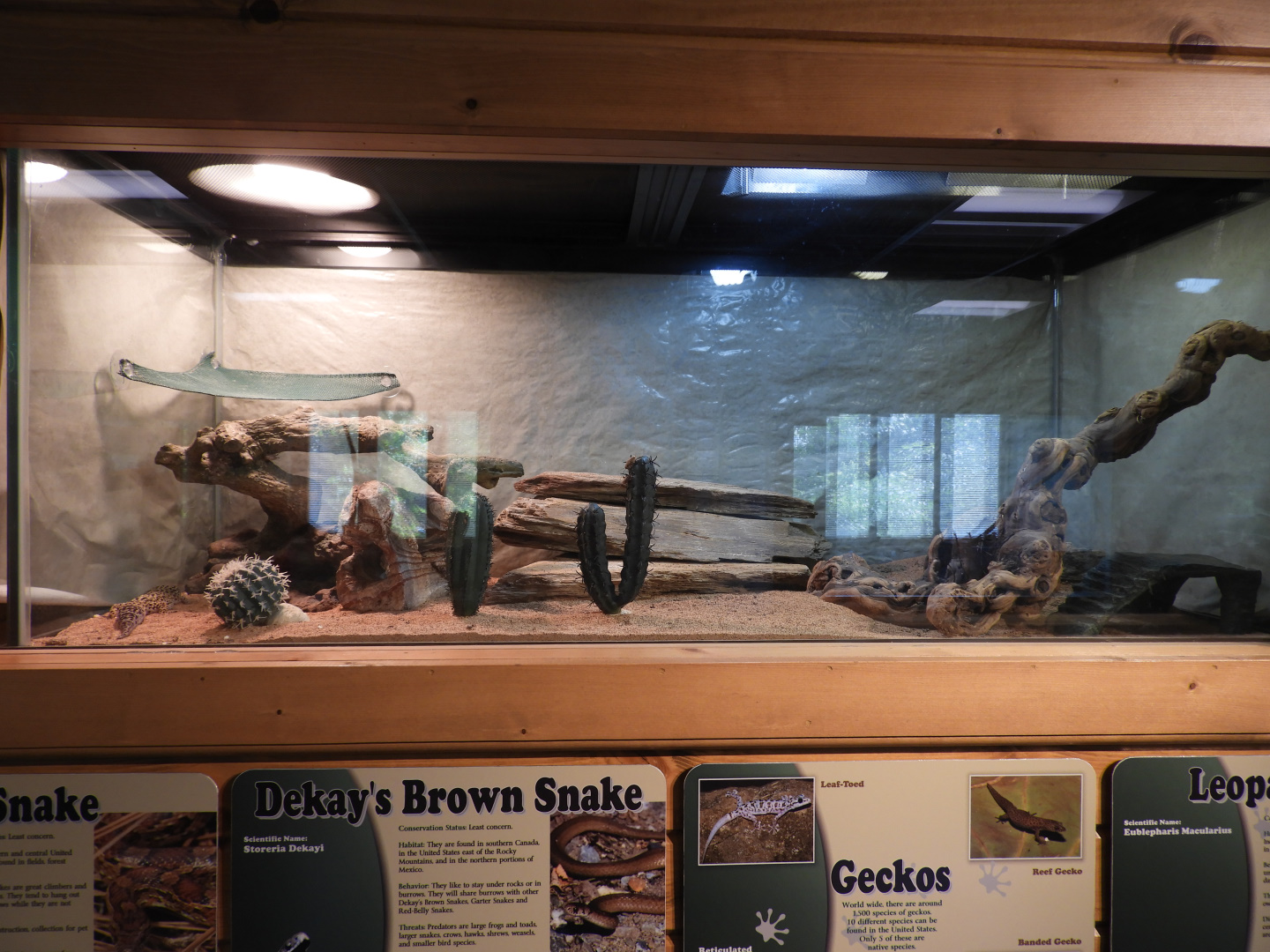 Common Leopard Gecko exhibit (New in 2017) - Education & Animal Care Building - Manitowoc Lincoln Park Zoo