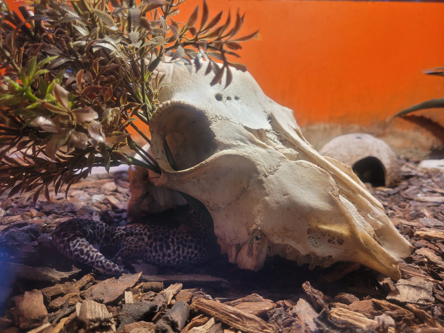 Common leopard gecko exhibit -Zoo de Santillana del Mar (2023)