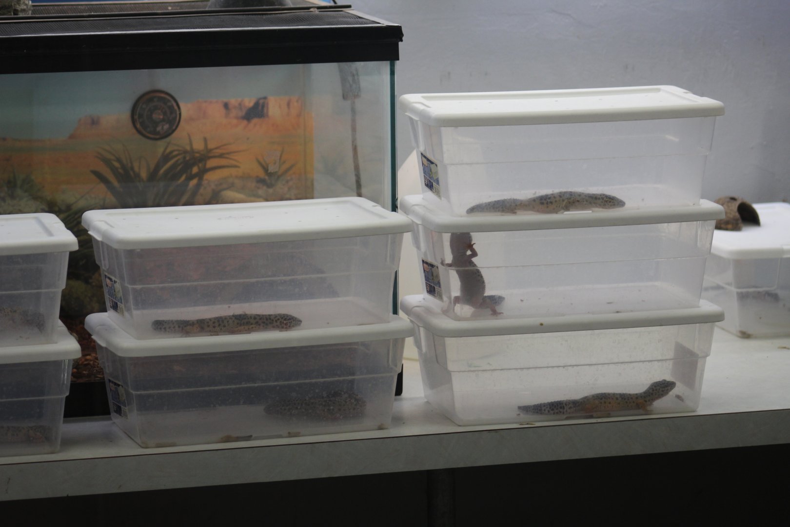 Common Leopard Geckos