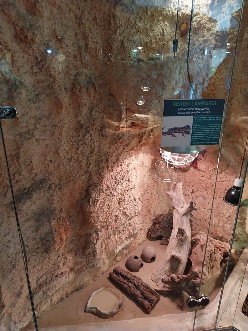 Common Leopard Gekko (Eublepharis macularius)