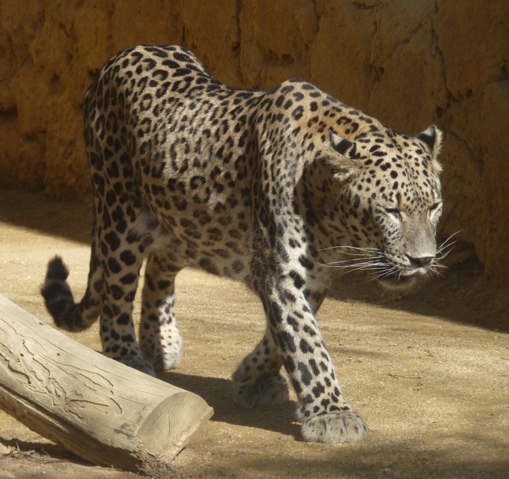 Common leopard (Panthera pardus)