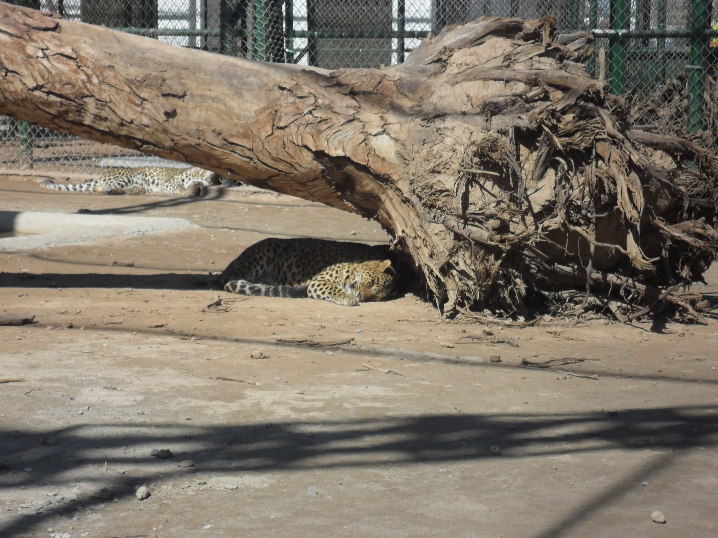 Common leopards - Peshawar zoo 17/2/2018