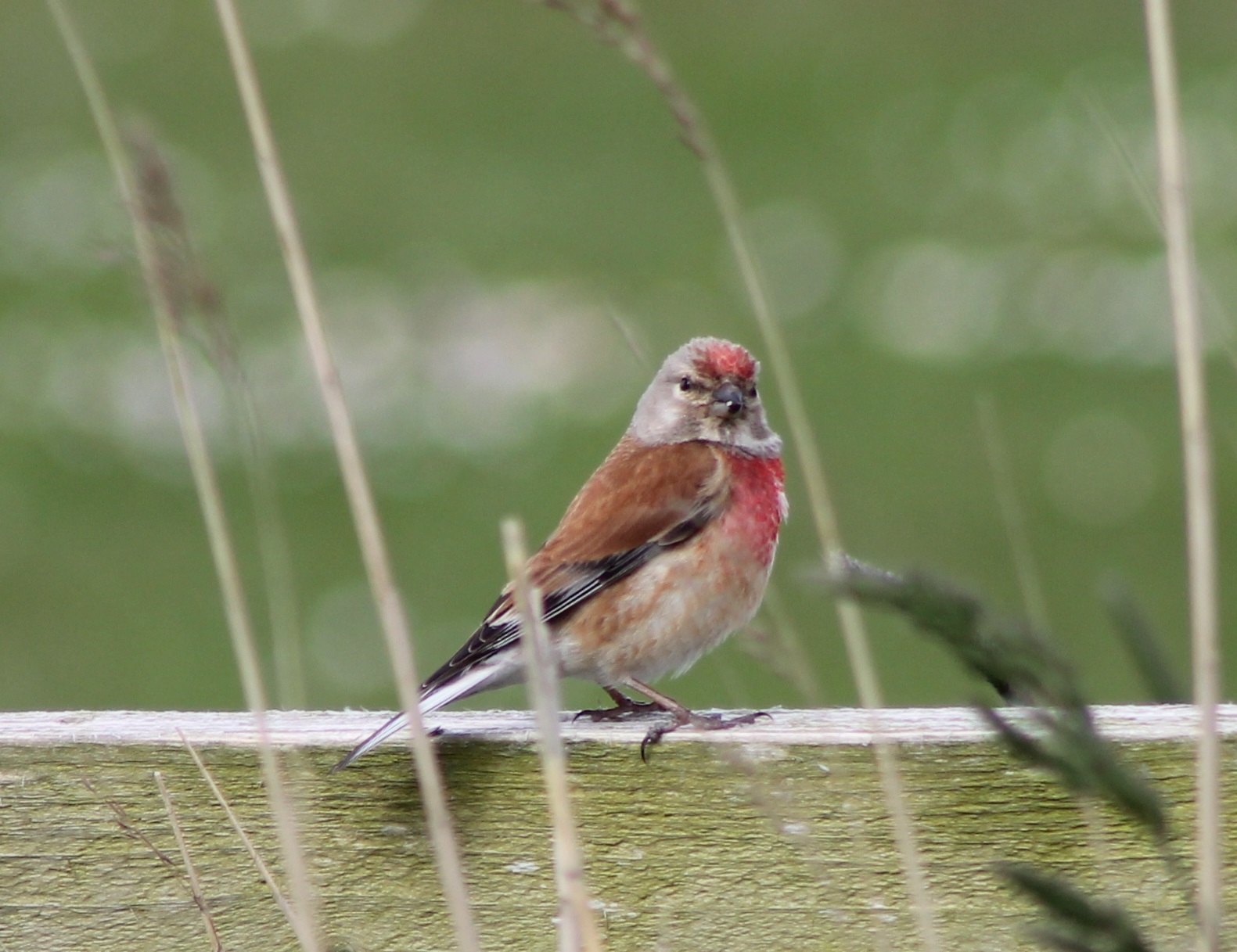 Common linnet