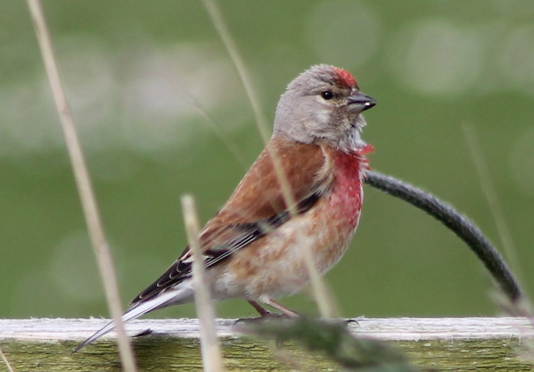 Common linnet