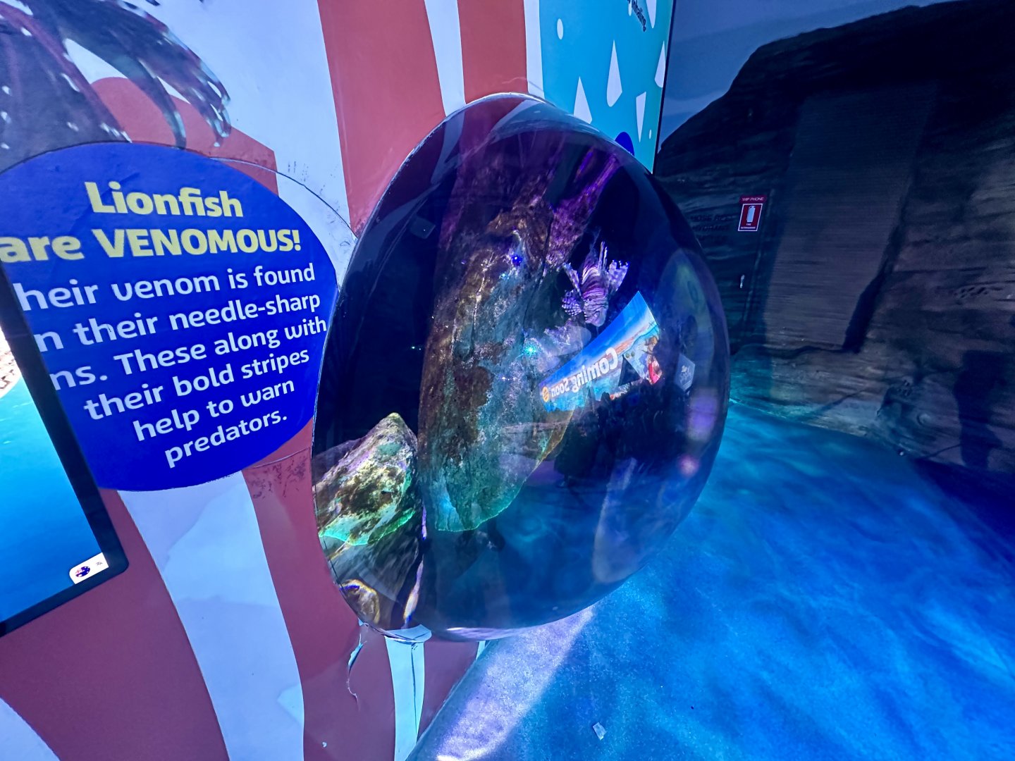 Common Lionfish Exhibit