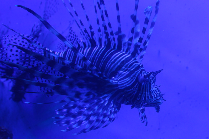 Common lionfish (Pterois miles) - BXSea