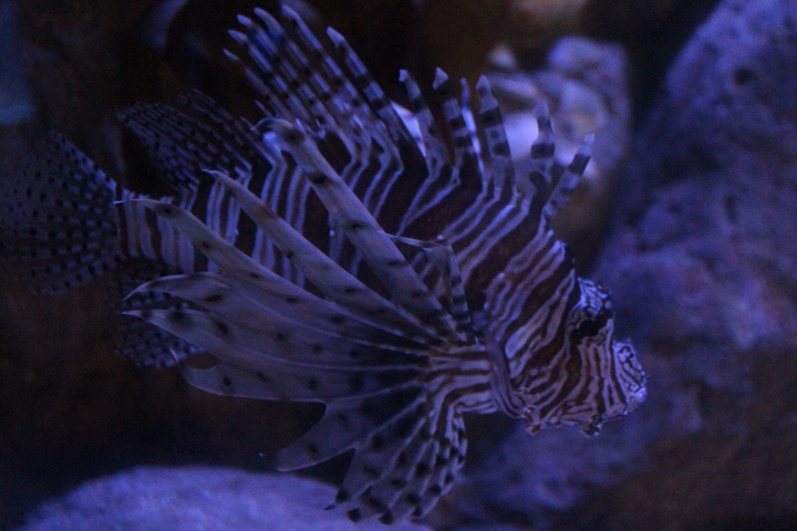 Common lionfish (Pterois miles)