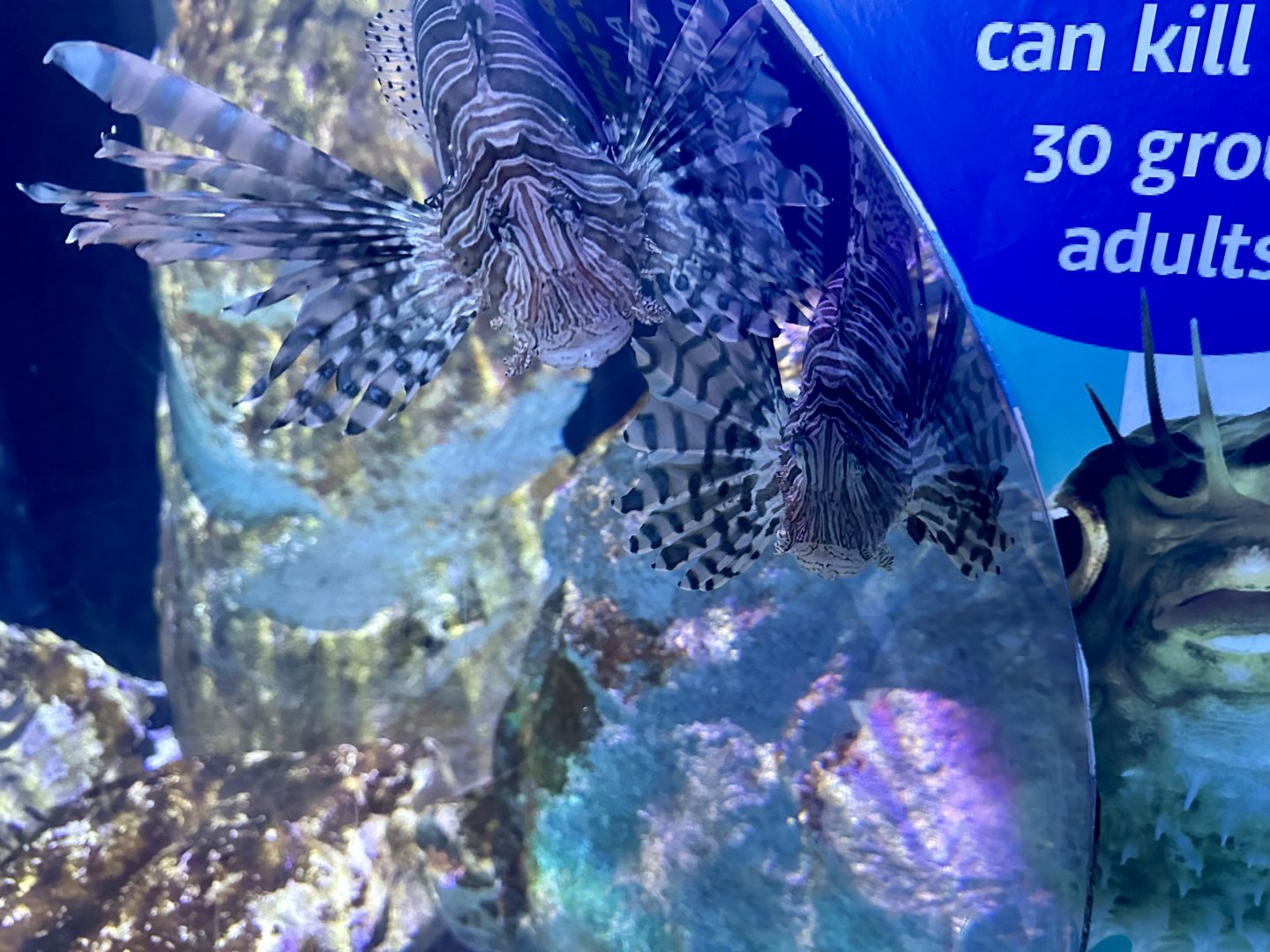 Common lionfish (Pterois miles)